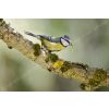 Blue tit