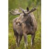 European elk