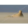 Sand storm