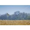 Marsh harrier