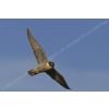 Peregrine falcon