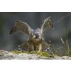 Young peregrine
