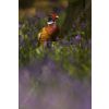 Pheasant in bluebells