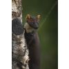 Pine marten