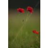 Poppies