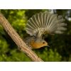 Robin take-off