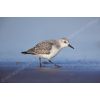 Sanderling