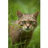 Scottish wild cat