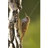 Treecreeper