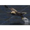 Eagle hunting