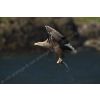 Eagle with fish  -  2010 British Wildlife Photography Awards