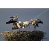 White storks