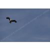 Eagle approach