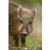 Wild boar