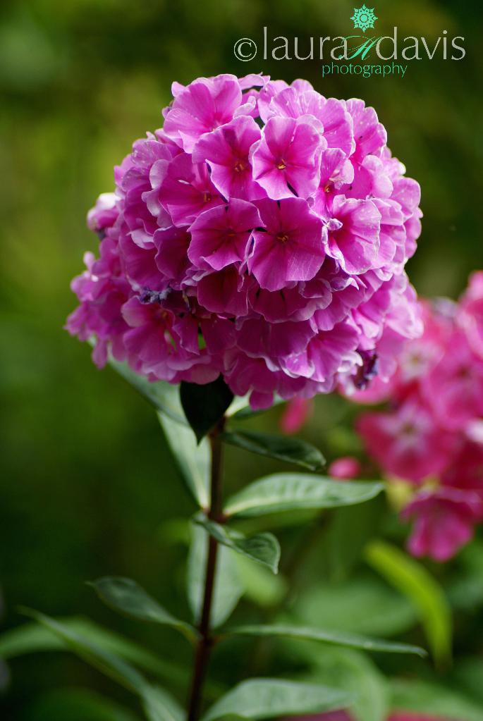 Pink Ball Flowers