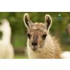 Alpaca