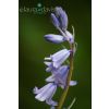 Bluebell Stalk