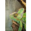 Chameleon
