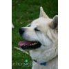 Japanese Akita