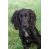 Cocker Spaniel