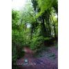 Cranham Woods