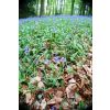 Bluebell Woods