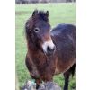 Exmoor Pony