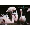 Flamingos