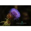 Wild Thistle