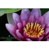 Water Lily