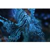 Lion Fish