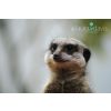 Meerkat