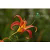 Orange Day Lily