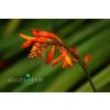 Freesia