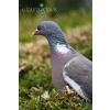 Wood Pigeon