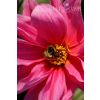 Busy Bee