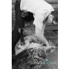 Sheep Shearing