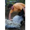 Shearing