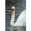 Swan