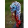Stag Bronze Turkey