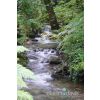 Forest of St Nechtan's Glen