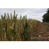Wheat Crops