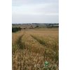 Wheat Field