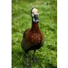 White Faced Whistling Tree Duck