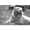 White Tiger