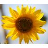 giant sunflower
