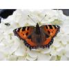 Tortoiseshell