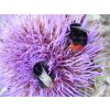 bees on thistle