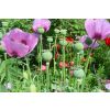 pink poppies