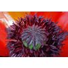 poppy